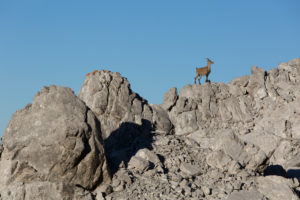 Capricorn on rocky ridge Capricorn on rocky ridge
